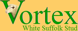 Vortex White Suffolk Stud