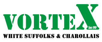 Vortex White Suffolk Stud